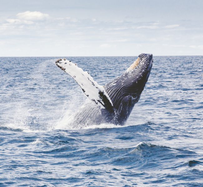 Whale Watching Reykjavik Whale Watching Reykjavik
