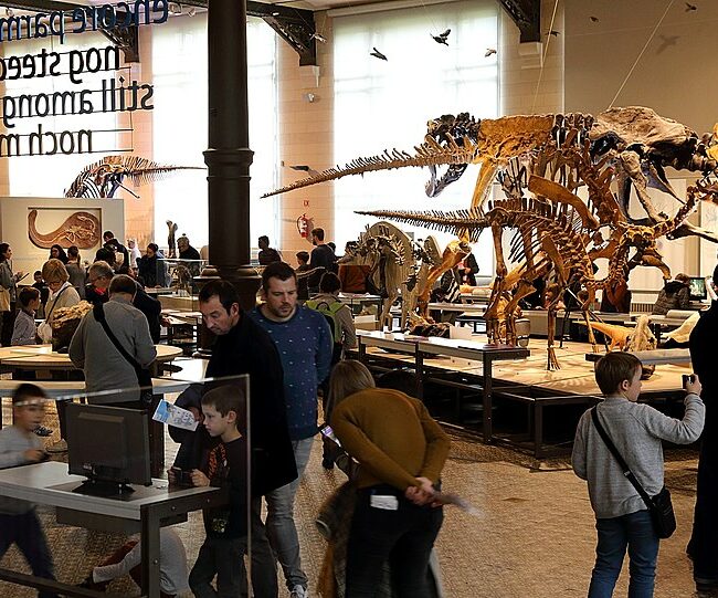 museum of natural sciences brussels museum of natural sciences brussels