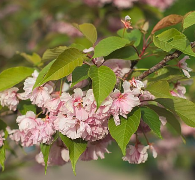 Kyoto Park Kiev Kyoto Park Kiev