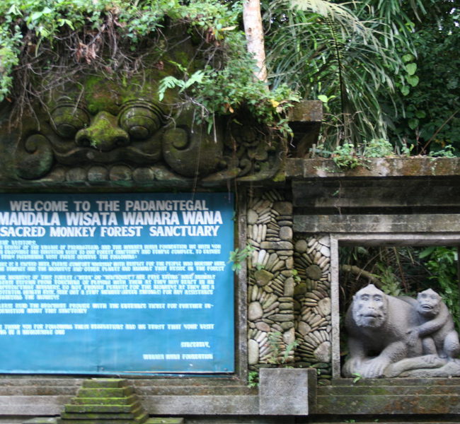Monkey forest Bali Monkey forest Bali