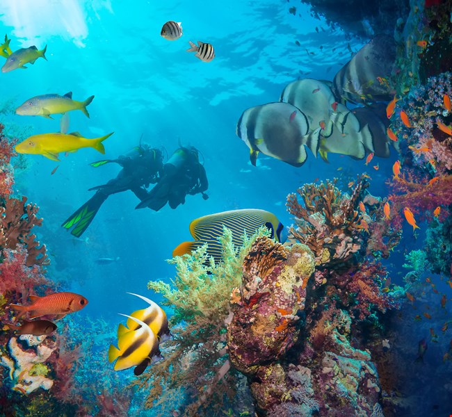 Scuba diving in maldives Scuba diving in maldives