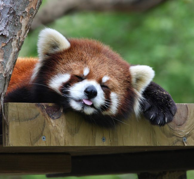 Biotropica Biotropica