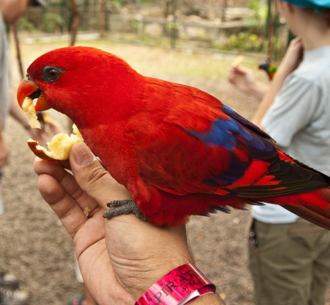 Ardastra Gardens Ardastra Gardens