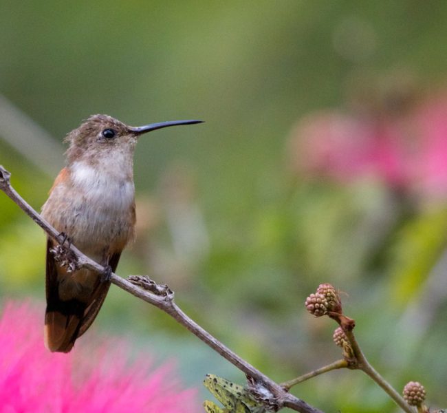Caribbean Birding Trail Caribbean Birding Trail